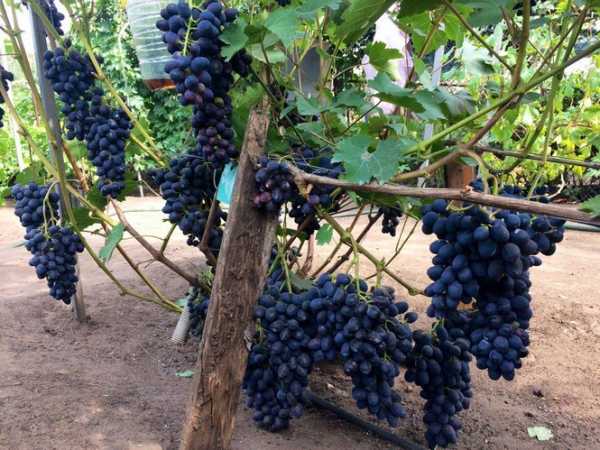 Виноград калашниковых в поселке кинельском. кинельский виноград — лучшие сорта