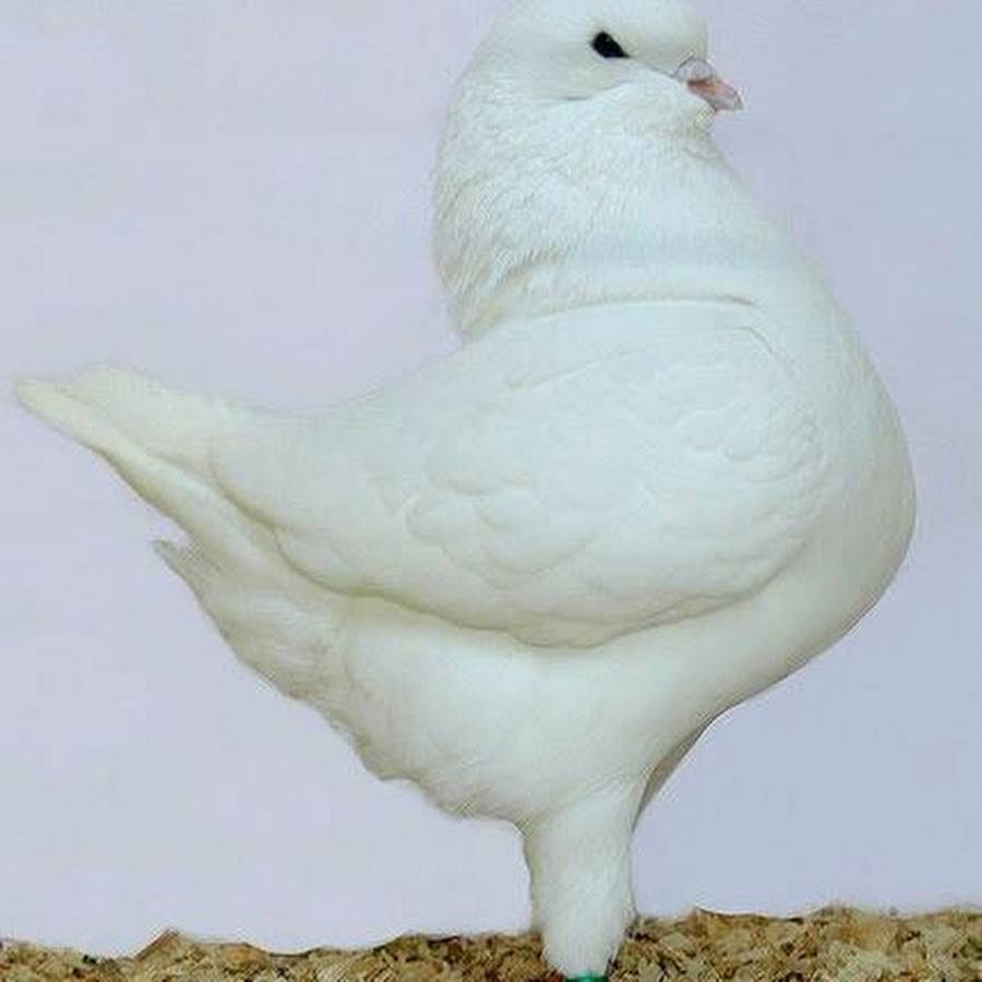 ✅ мясные голуби: выбор пород, как содержать, кормление и разведение, фото - tehnoyug.com