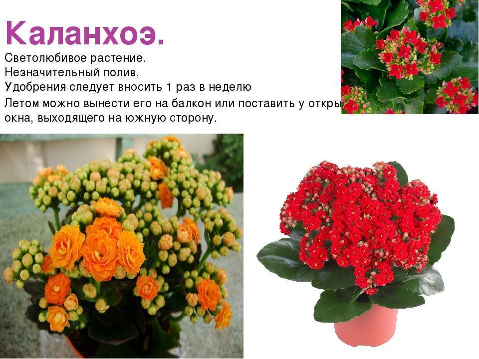 Цветок «Каланхоэ»:уход в домашних условиях, фото, даты цветения