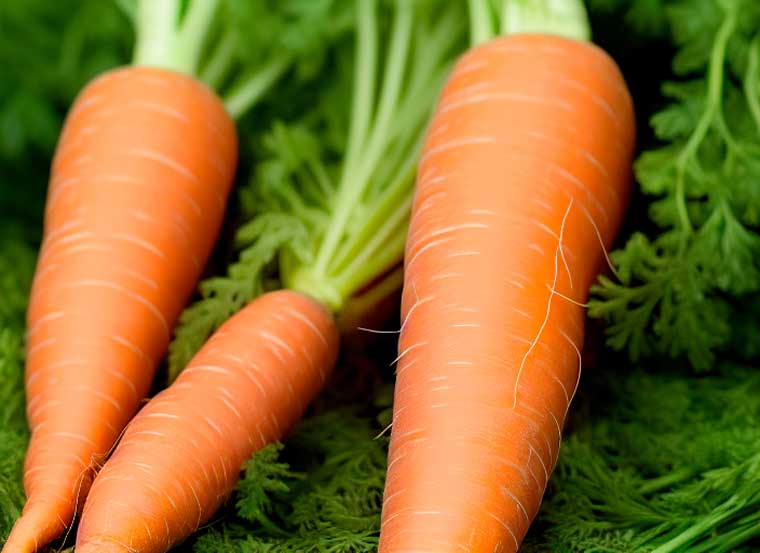 К чему снится морковь свежая. Морковь женская радость. Сон морковь. Приснилась морковь большая. Морковь женская фигура.
