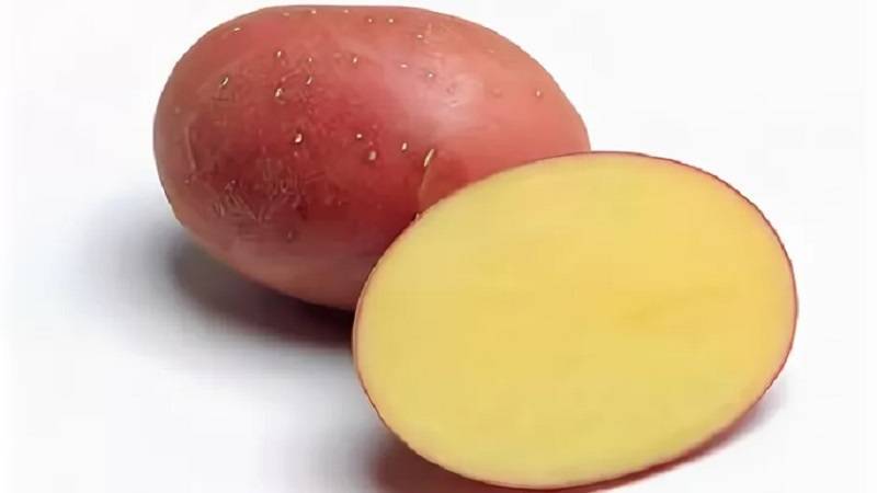ᐉ сорт картофеля «ред соня (red sonia)» – описание и фото - roza-zanoza.ru