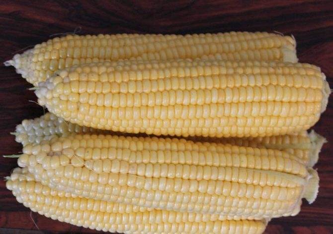 Лучшие сорта кукурузы для посадки