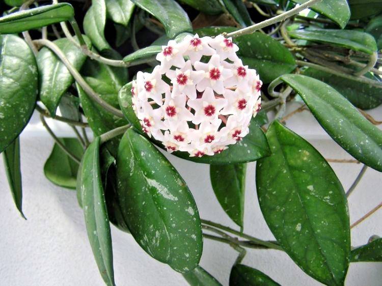 Hoya phuwuaensis SP Phu Wua