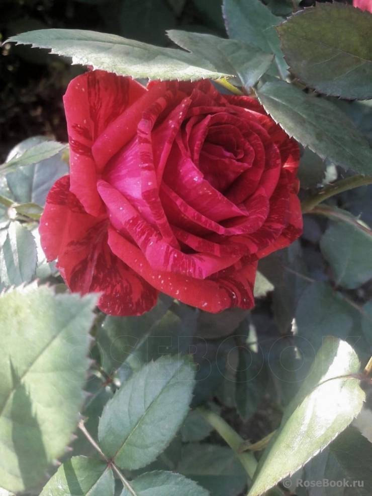 Роза рэд интуишн: чайно-гибридный сорт с цветками «тигровой» окраски