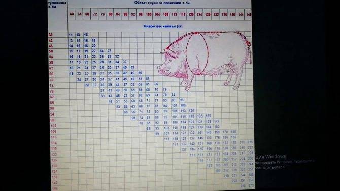 Вес поросят и свиней разных пород по месяцам — таблицы