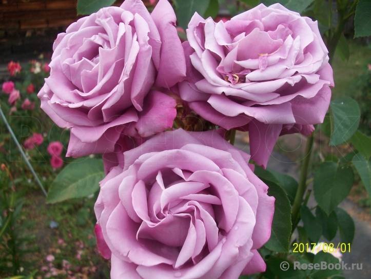✅ роза блю парфюм фото и описание отзывы. голубая роза «блю парфюм»: особенности выращивания - cvetochki-ulyanovsk.ru