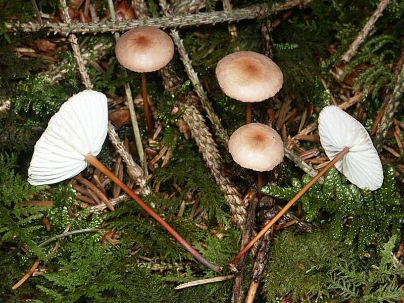 Гриб чесночник: где произрастает и можно ли употреблять его в пищу? - грибы собираем