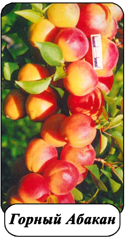 О посадке и правильном уходе за абрикосом в сибири: агротехника выращивания