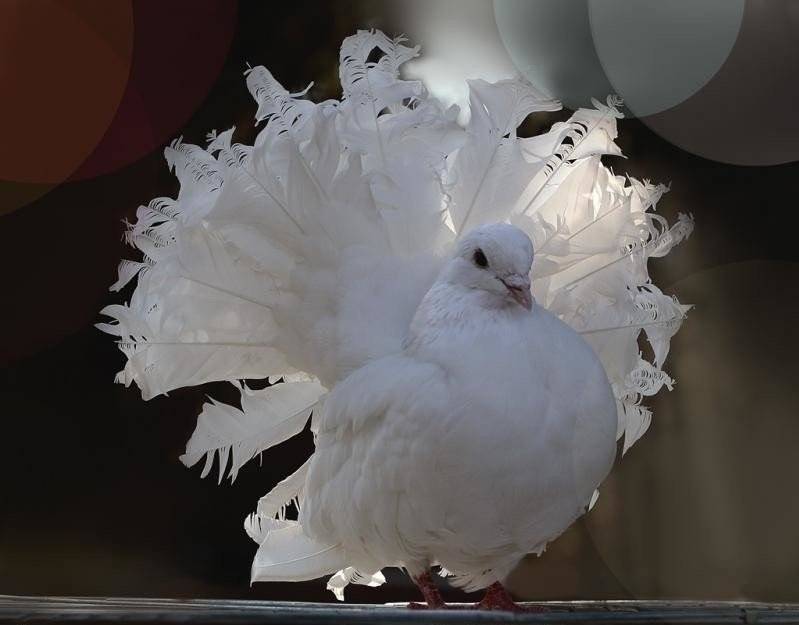 Белый павлин – священная птица индии