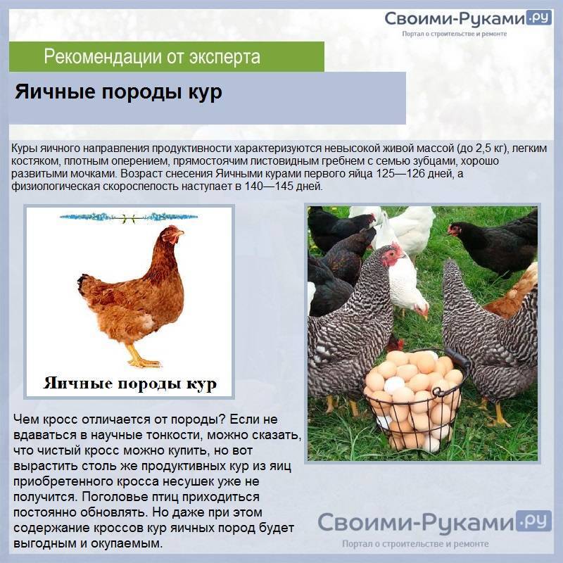 Породы яйценосных кур с фото и описанием