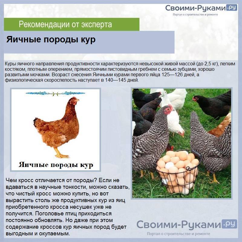 Породы мясо яичных кур фото и описание