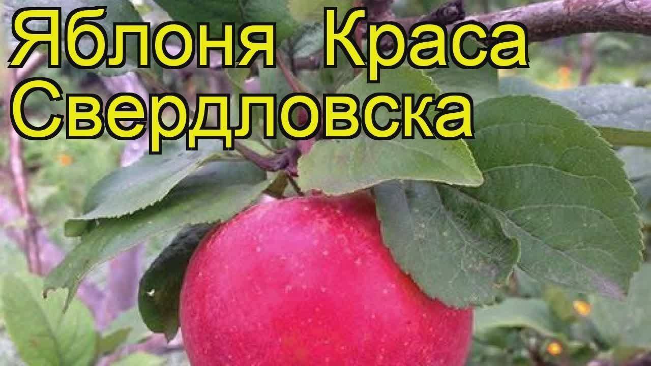 Сорт яблони краса свердловска фото и описание сорта фото