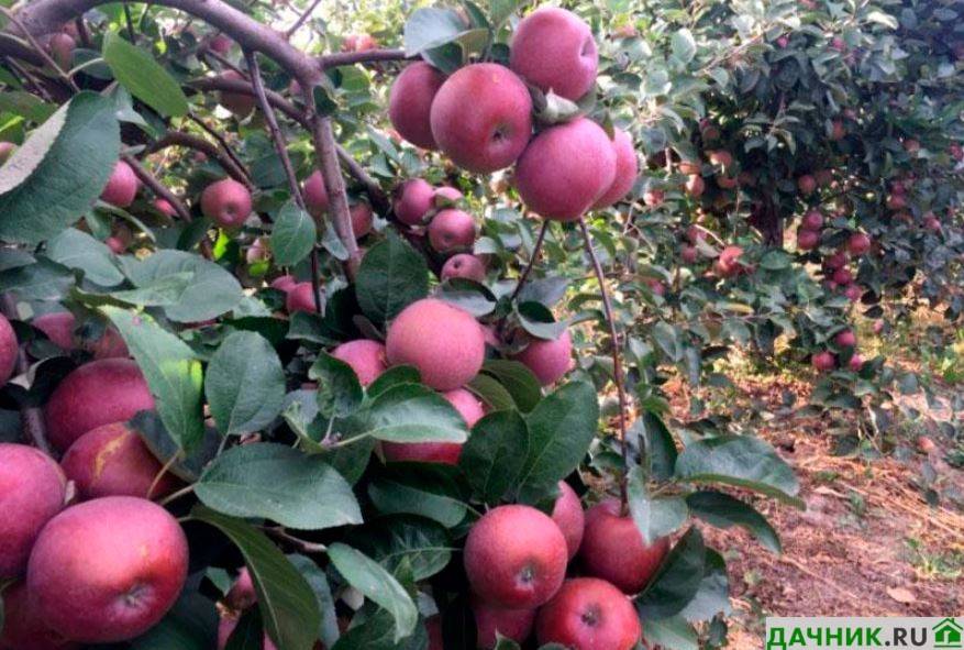 Характеристики и описание яблони сорта спартан, выращивание и уход