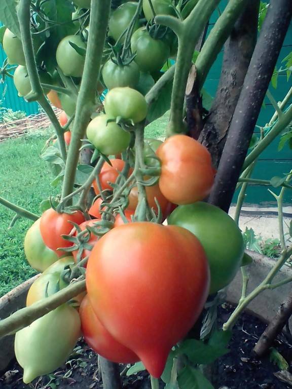 Лучшие сорта лиановидных томатов - сад и огород