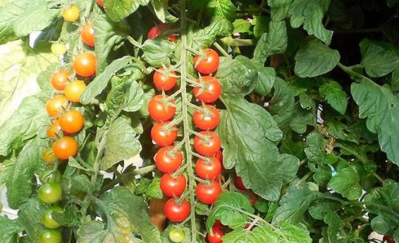 Помидоры "рапунцель": описание сорта, урожайность, отзывы, фото