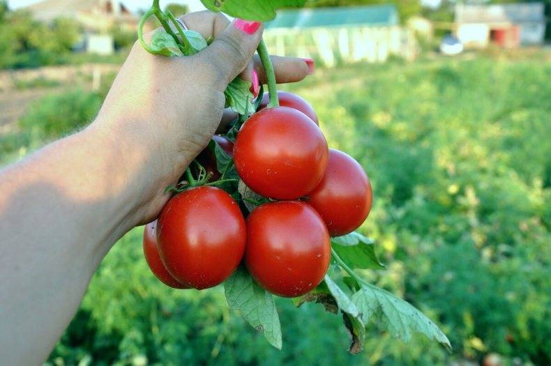 Ранние сорта помидор: самые популярные виды, советы по выращиванию в открытом грунте и парниках (95 фото)