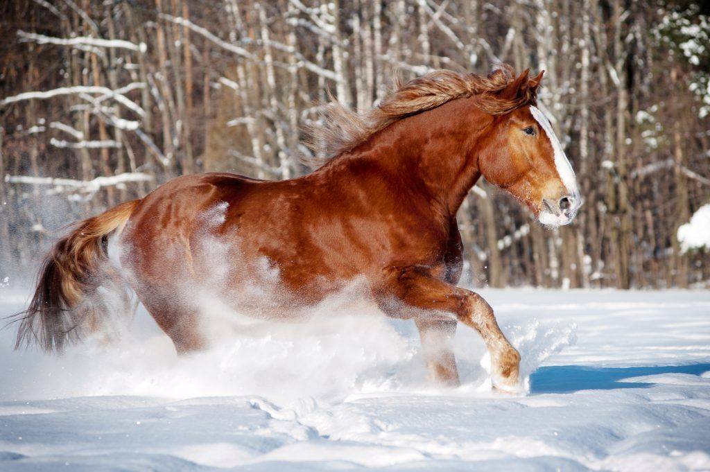 Лошади тяжеловозы: породы, их фото и описание :: syl.ru
