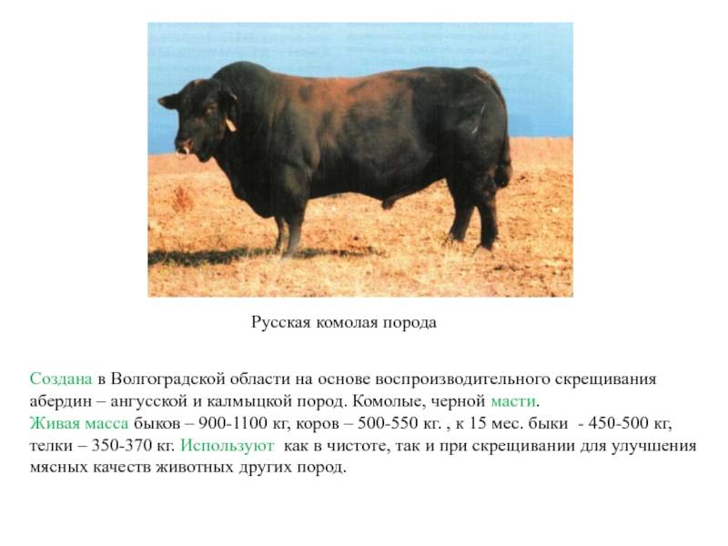 Герефордская порода коров ????: характеристики и описание быков и телят, питание мясного крс, содержание и фото