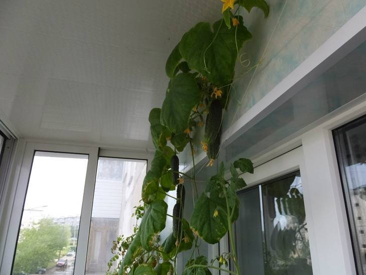 Как вырастить огурцы на балконе: какие сорта выбрать, технология выращивания и ухода, фото, видео