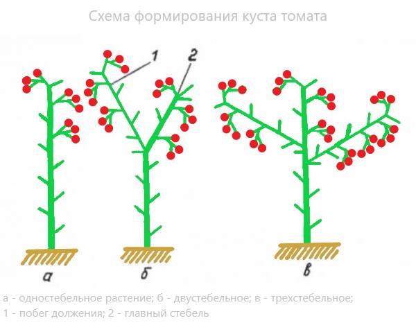 Схема формирования помидор