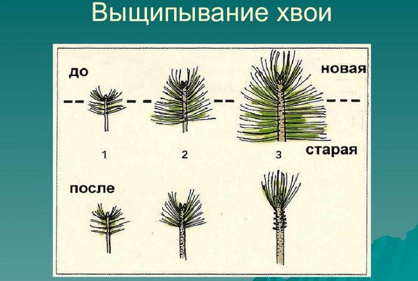 Обрезка ели обыкновенной весной схема и описание