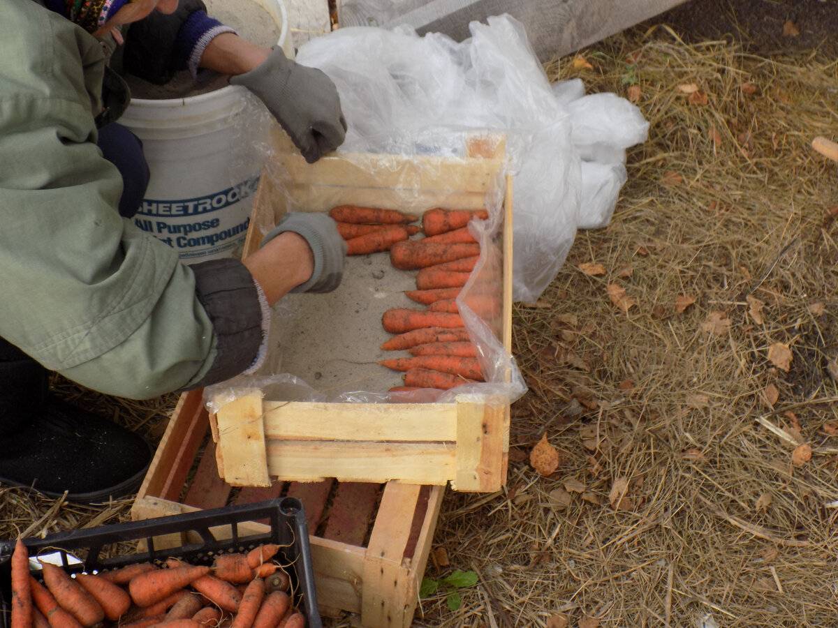 Как лучше хранить морковь. Ящик для хранения моркови. Ящик для хранения моркови в песке. Ящик для хранения моркови в погребе. Хранение моркови на зиму.