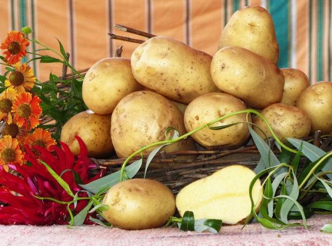 Картофель лабадия: описание сорта, фото, отзывы об урожайности и выращивании, характеристика вкусовых качеств