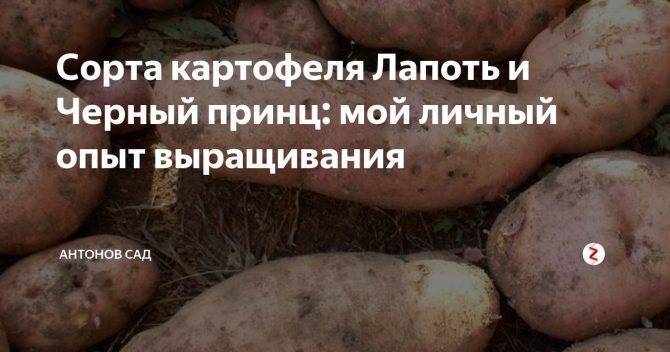 Картофель лапоть (сибирский, башкирский): описание сорта, фото, отзывы, выращивание