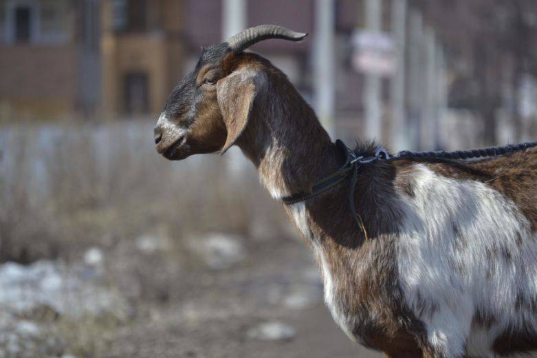 Нубийская порода коз: характеристика, описание, фото