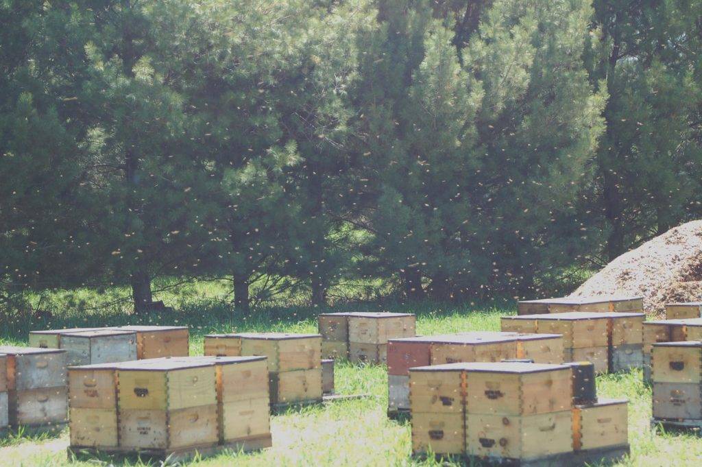 Пчеловодство : технологии пчеловождения : содержание пчёл по ермолаеву