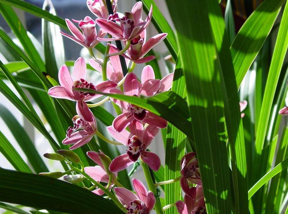 Сорта фаленопсисов | блог об орхидеях