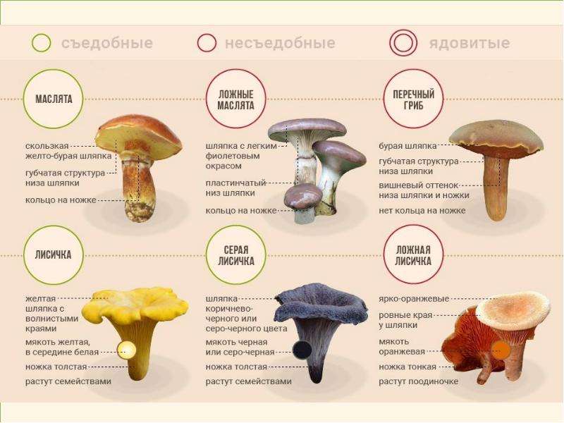 Как отличить ядовитые грибы от хороших — описание и фото