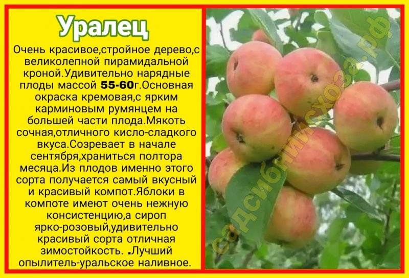 Описание сорта яблони чудное – опылители, урожайность, морозостойкость, отзывы