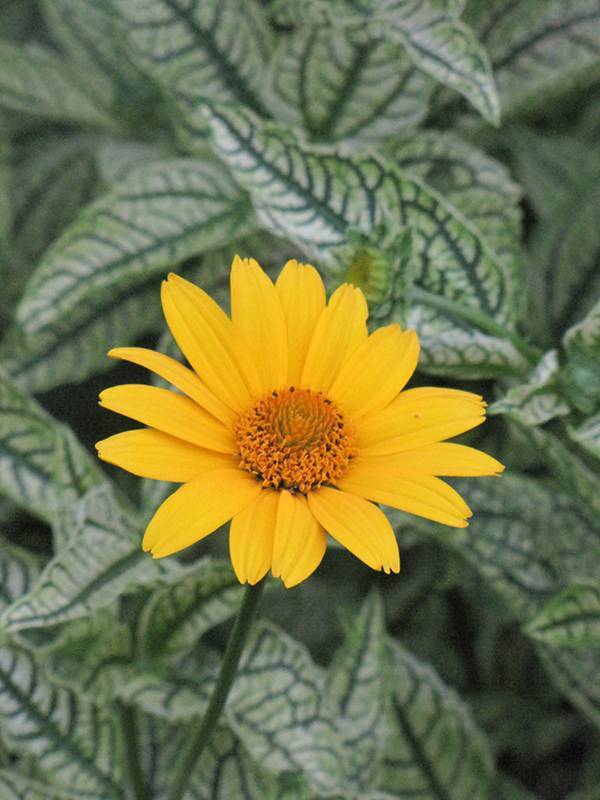 Многолетний гелиопсис – цветок с солнечной энергетикой