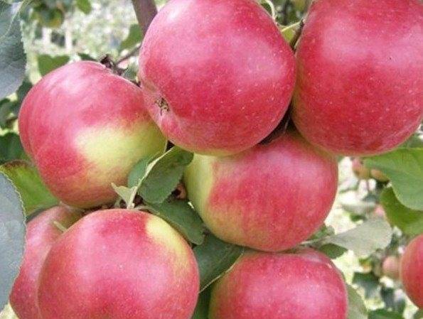 Яблоня жигулевское: описание осеннего сорта с отличными вкусовыми качествами, отзывы, выращивание, обрезка, подкормка, сорта-опылители