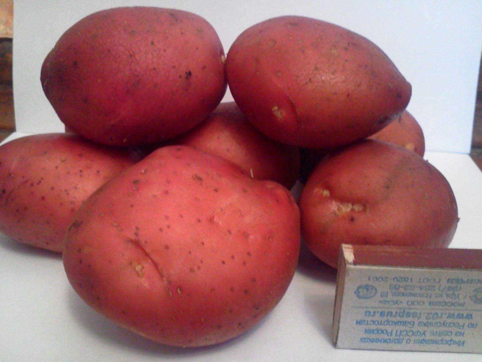 Лучшие сорта красного картофеля | во саду и в огороде