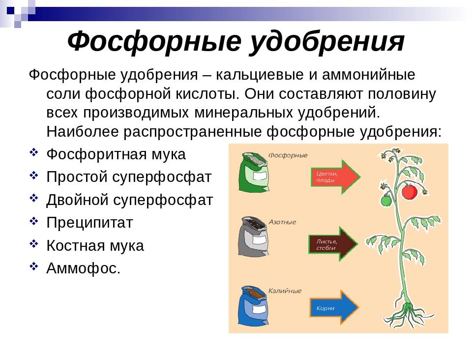 азотные удобрения их значение и применение