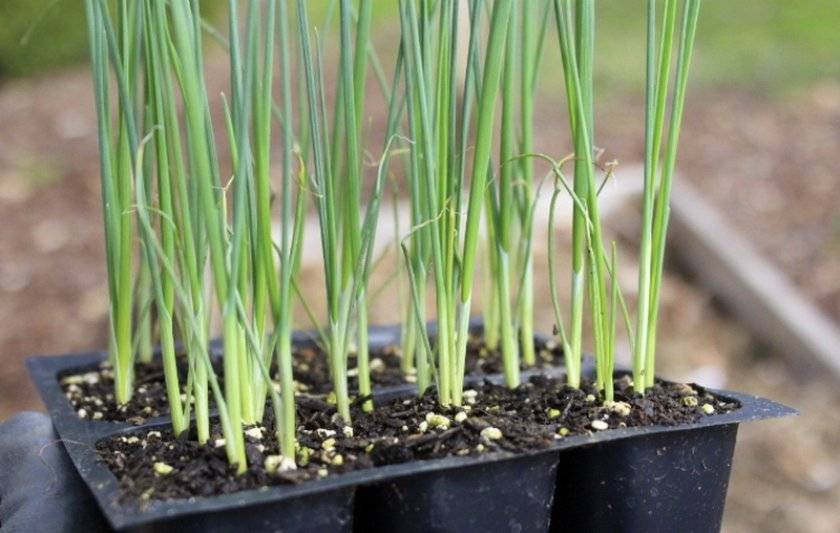 Выращивание лука порея: особенности выращивания и уход