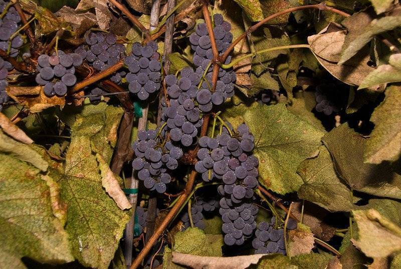 Виноград изабелла: описание сорта, фото, отзывы, характеристика, особенности выращивания, посадки и ухода