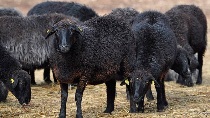 Карачаевская порода овец: фото, описание
