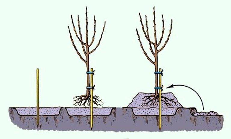 Когда лучше сажать саженцы плодовых деревьев. Корни саженцев яблони. Посадка яблони весной саженцами. Правильная посадка саженцев плодовых деревьев весной. Посадка черешни весной саженцами.