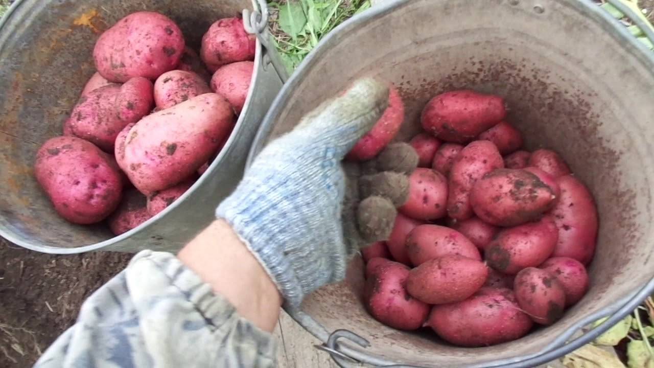 Картофель розалинда описание сорта фото