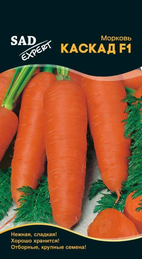 Морковь каскад: описание и характеристика сорта, выращивание и уход, фото
