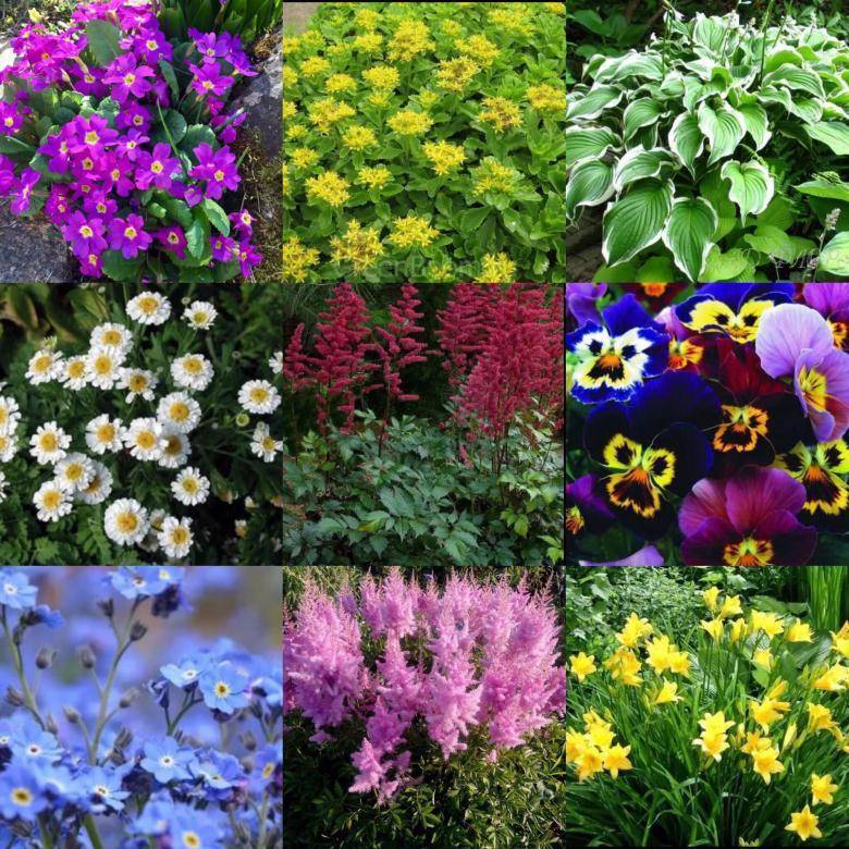 Садовые цветы, которые цветут все лето: фото и названия