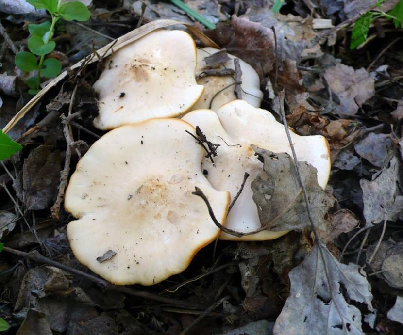 Майские грибы в ростовской области фото и описание