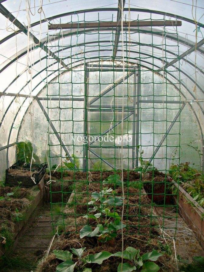 Выращивание арбуза и дыни в теплице из поликарбоната: посадка и уход