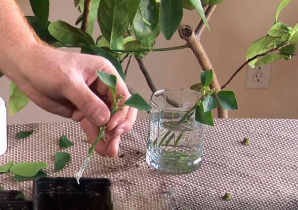 Как посадить лимон из косточки в домашних условиях и как укоренить черенок правильно? selo.guru — интернет портал о сельском хозяйстве