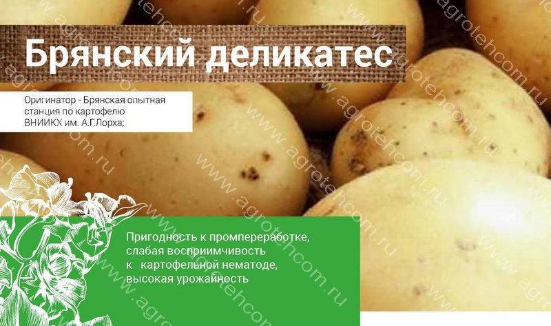 Брянский деликатес: картофель ранний, урожайный сорт, характеристики клубней