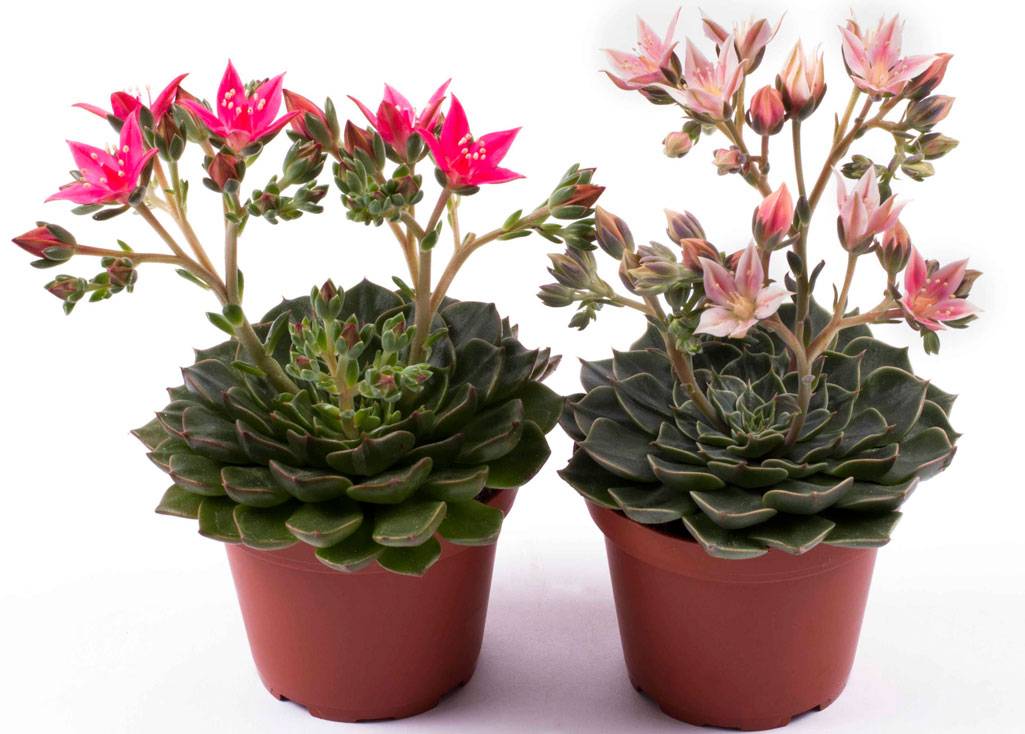 Горшечные цветущие растения фото и название