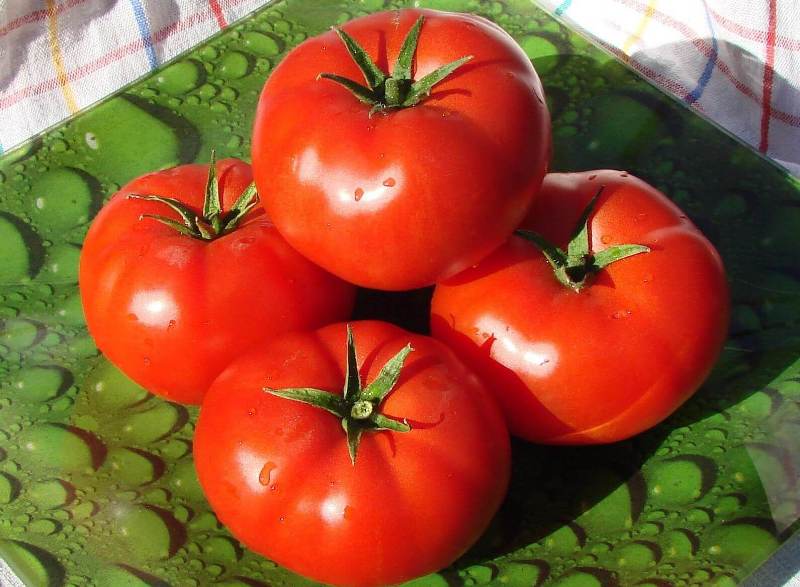 Отличные салатные помидоры сорта бобкат